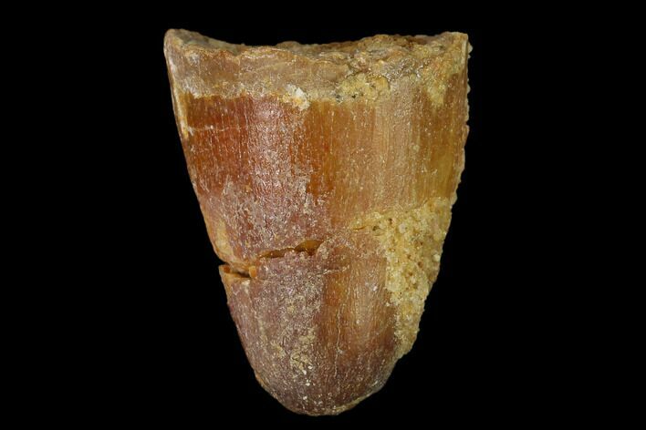 Cretaceous Fossil Crocodile Tooth - Morocco #140582
